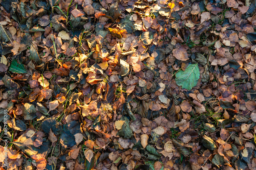 Autumn background with colorful leaves and sunlight on the ground 