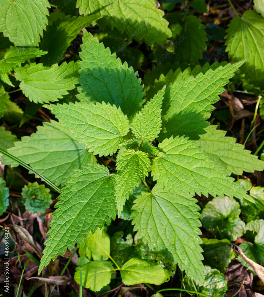Green nettle with sunlight on a field in summer Green nettle with sunlight on a field in summer
