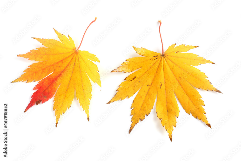 Beautiful autumn maple leaves isolated on white Beautiful autumn maple leaves isolated on white