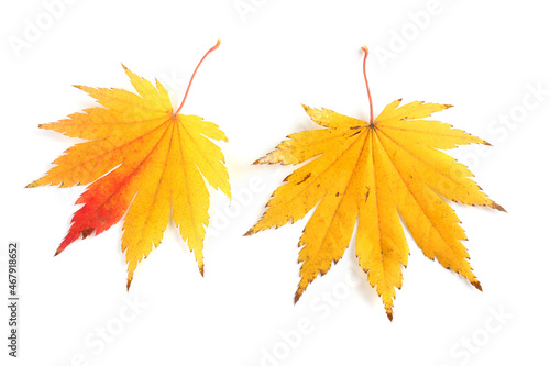 Beautiful autumn maple leaves isolated on white