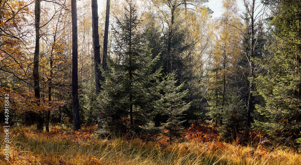 Obraz premium High Fens landscape in Fall. Forest in Autumn.