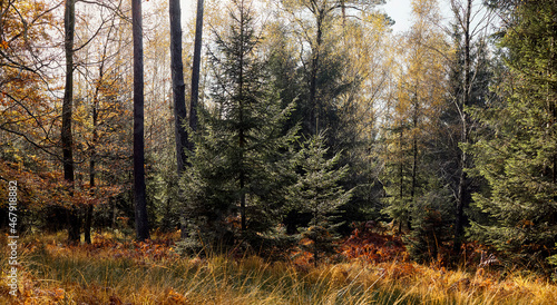 High Fens landscape in Fall. Forest in Autumn.