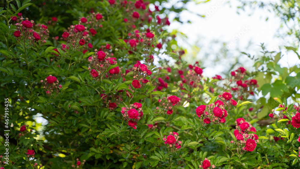 Climbing rose, small inflorescences, the period of the beginning of flowering, bright pink