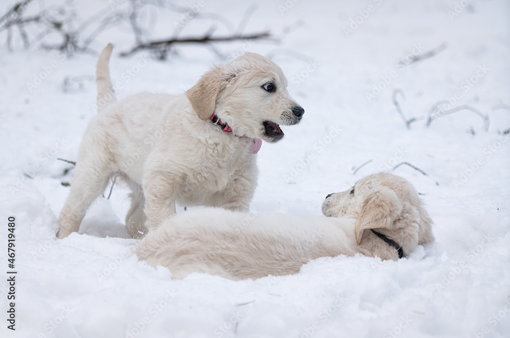 Beautiful golden retriever puppy. Beautiful golden retriever puppy.