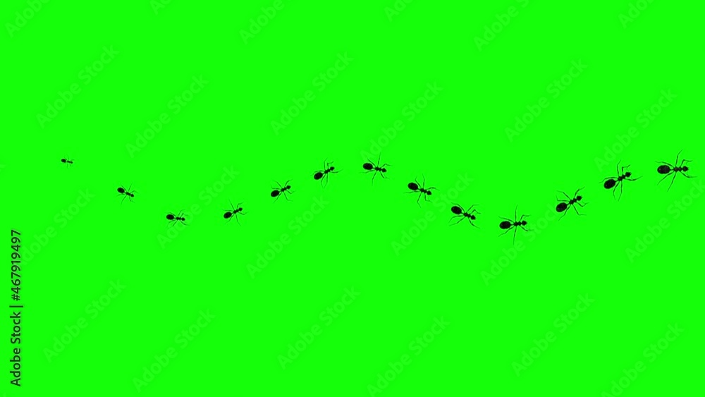 13 Ants - Passing Screen - Top View - 3D Animation loop isolated with green background