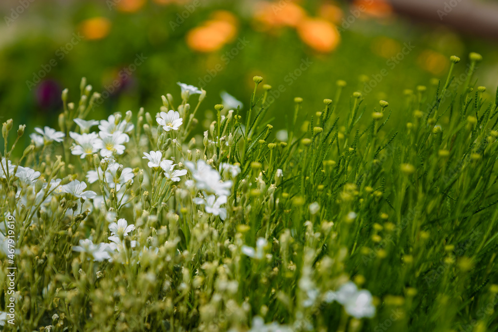 Beautiful small white flowers on blurry green grass background in sunlight rays. Springtime bloom and blossom concept.