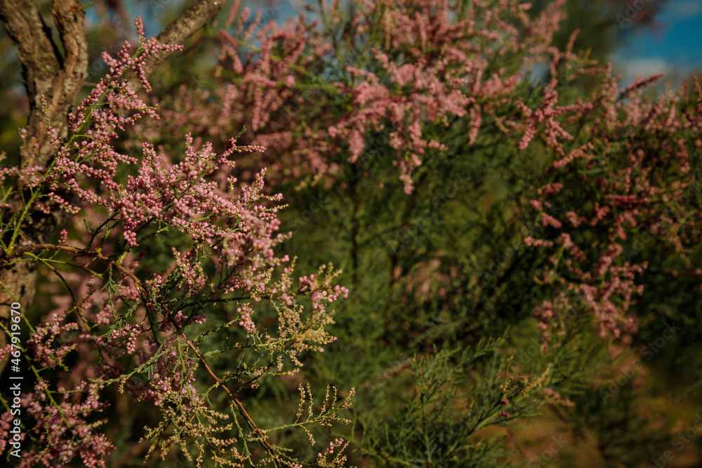 Soft focused shot of beautiful tender pink buds on tamarix bush branches. Spring blossoming concept. Soft focused shot of beautiful tender pink buds on tamarix bush branches. Spring blossoming concept.