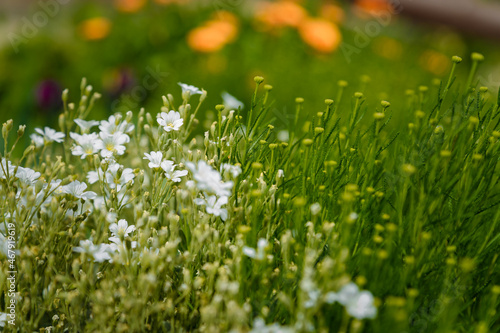 Beautiful small white flowers on blurry green grass background in sunlight rays. Springtime bloom and blossom concept.