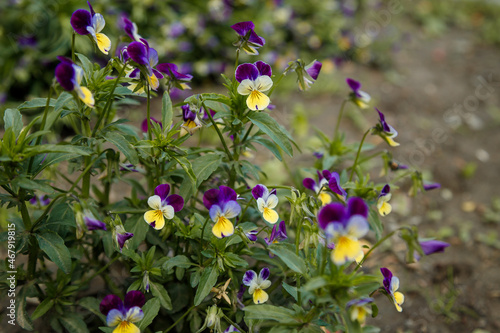 Wild pansy, Viola tricolor, Johnny Jump up, heartsease, heart's delight, tickle-my-fancy, come-and-cuddle-me, three faces in a hood or love-in-idleness, common European wild flower in flowerbed