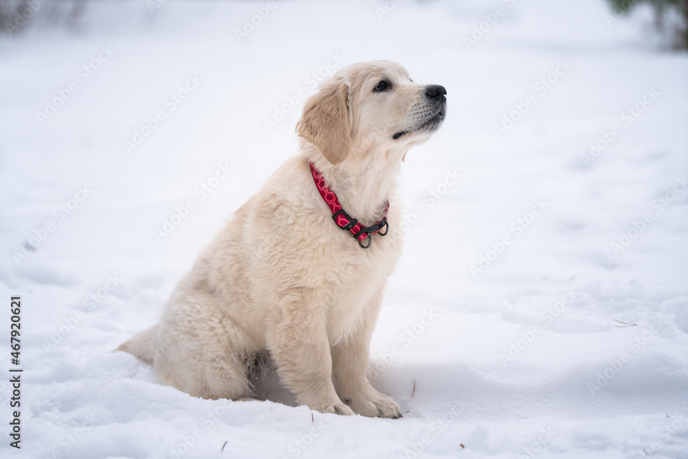 Beautiful golden retriever puppy outside. Beautiful golden retriever puppy outside.