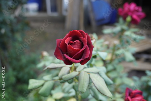 Red Roses on a bush in a garden