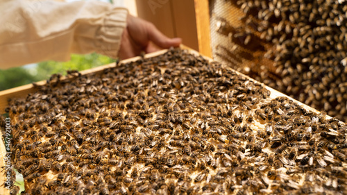 Selective focus: closeup beehive frame with honeycombs and a bees. Woman beekeeper holds a wooden honey frame with bees. Apiculture business. Healthy nature food production