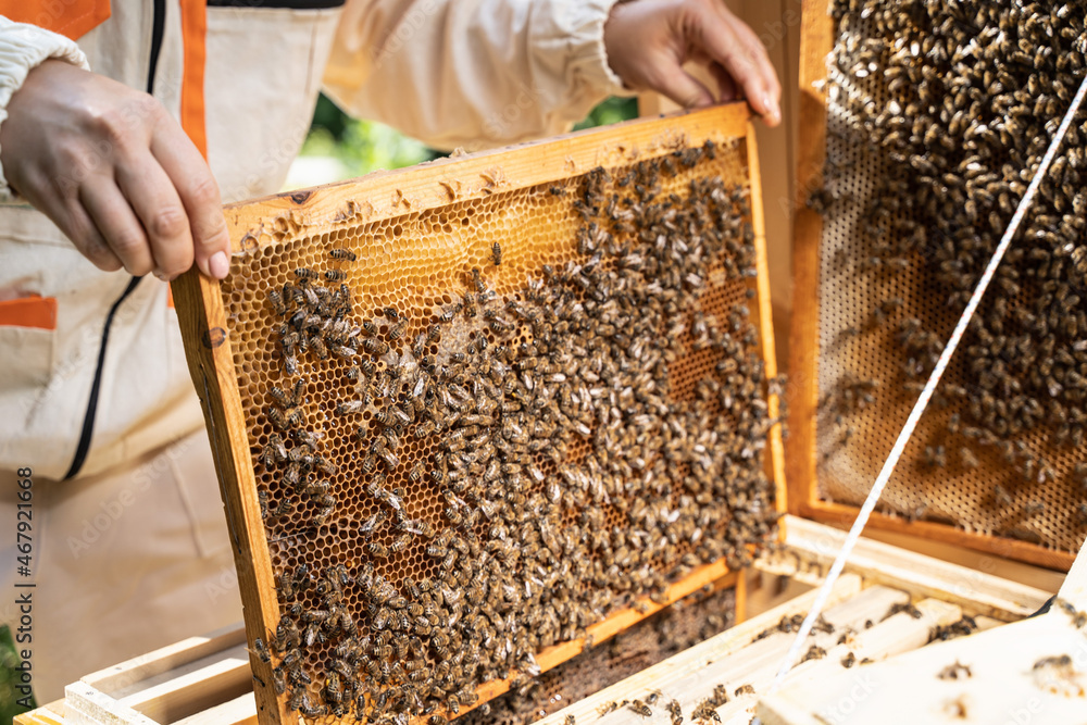 Caucasian female beekeeper inspecting honeycomb frame from beehive on mountains background. Happy Woman Beekeeper harvesting honey, work with bees in apiary. Honey making, small business, hobby Caucasian female beekeeper inspecting honeycomb frame from beehive on mountains background. Happy Woman Beekeeper harvesting honey, work with bees in apiary. Honey making, small business, hobby