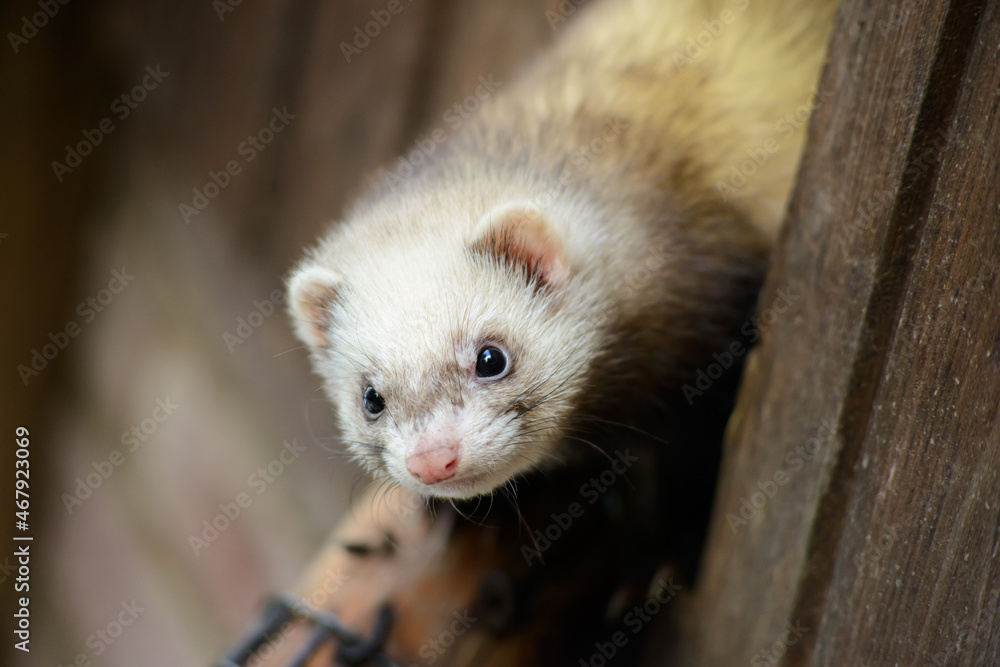 cute ferret animal super close up with eye contact cute ferret animal super close up with eye contact