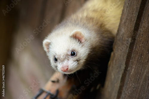 cute ferret animal super close up with eye contact