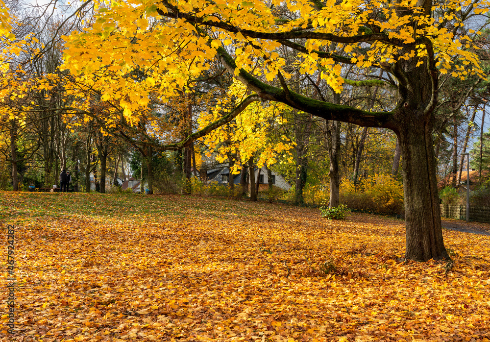 Herbstliche Impressionen aus dem Wald und in der Stadt