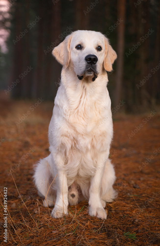 Beautiful golden retriever dog outside. Beautiful golden retriever dog outside.