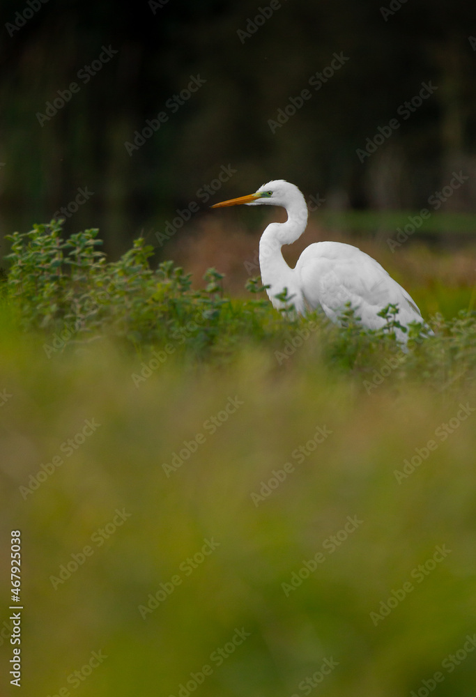 The Great egret - Egretta alba (Gara-branca-grande) fishing in the river at sunset, Povoa de Lanhoso, Braga, Portugal. The Great egret - Egretta alba (Gara-branca-grande) fishing in the river at sunset, Povoa de Lanhoso, Braga, Portugal.