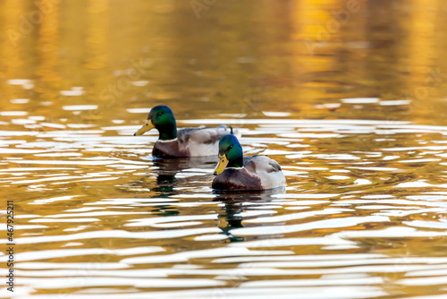 Ducks in the autumn pond