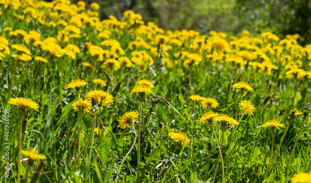 Common yellow dandelion flowers and grass