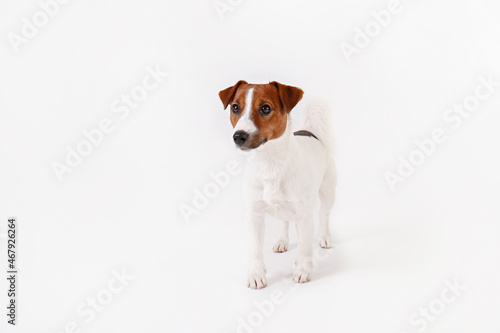 Close up shot of cute young jack russell terrier pup with with brown markings on the face, isolated on white background. Studio shot of adorable little doggy with folded ears. Copy space for text.