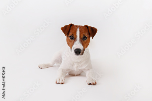 Close up shot of cute young jack russell terrier pup with with brown markings on the face, isolated on white background. Studio shot of adorable little doggy with folded ears. Copy space for text. © Evrymmnt