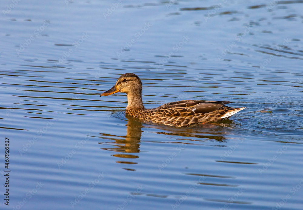 Ducks on the water pond in summer closeup Ducks on the water pond in summer closeup