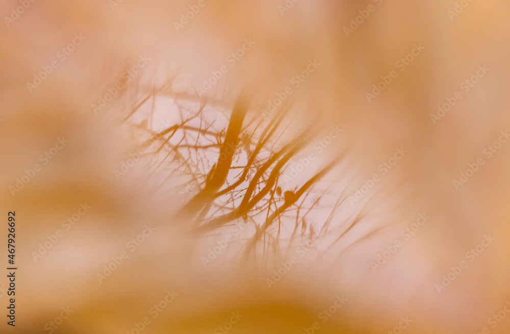 Obraz premium Reflection