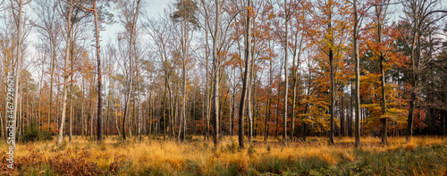 High Fens landscape in Fall. Forest in Autumn.