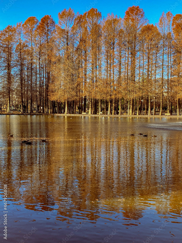 Fototapeta premium autumn in the park