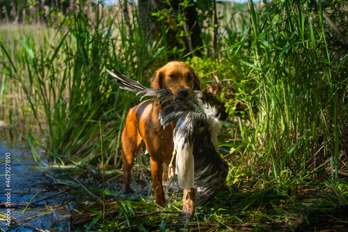 Beautiful golden retriever carrying a shot down game in its mouth.