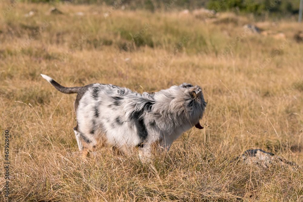 Obraz premium blue merle Australian shepherd puppy dog runs and jump on the meadow of the Praglia with a pitbull puppy dog in Liguria in Italy