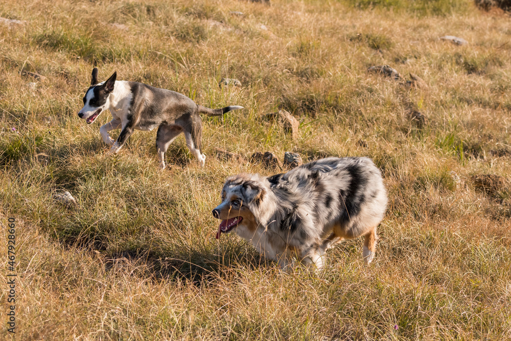 blue merle Australian shepherd puppy dog runs and jump on the meadow of the Praglia with a pitbull puppy dog in Liguria in Italy