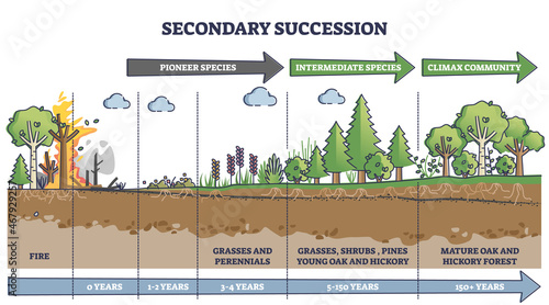 Secondary succession as ecological recovery after wildfire outline diagram. Labeled educational years timeline with pioneer, intermediate species and climax community after event vector illustration. photo