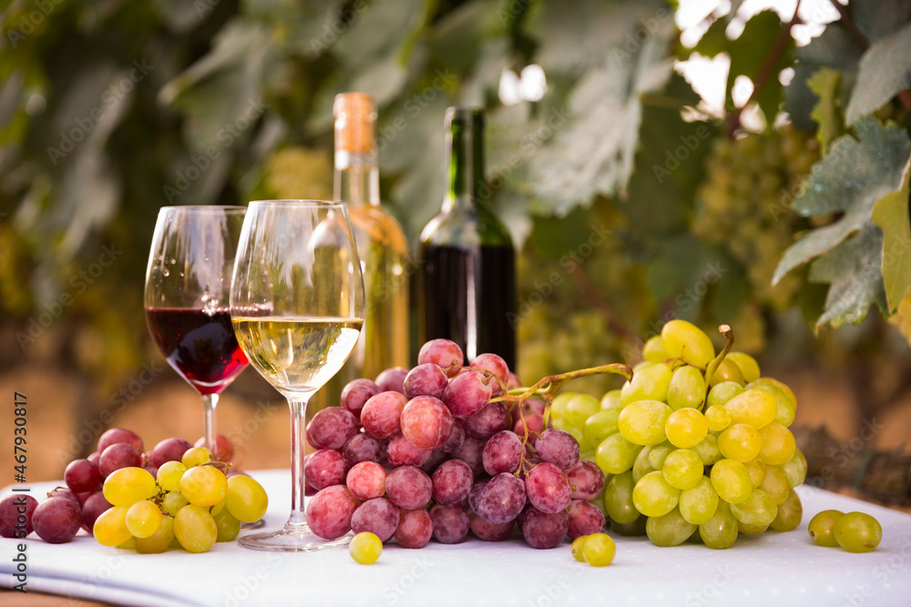 Bunches of red and white grapes, glasses with wine on a table in grape fields Bunches of red and white grapes, glasses with wine on a table in grape fields