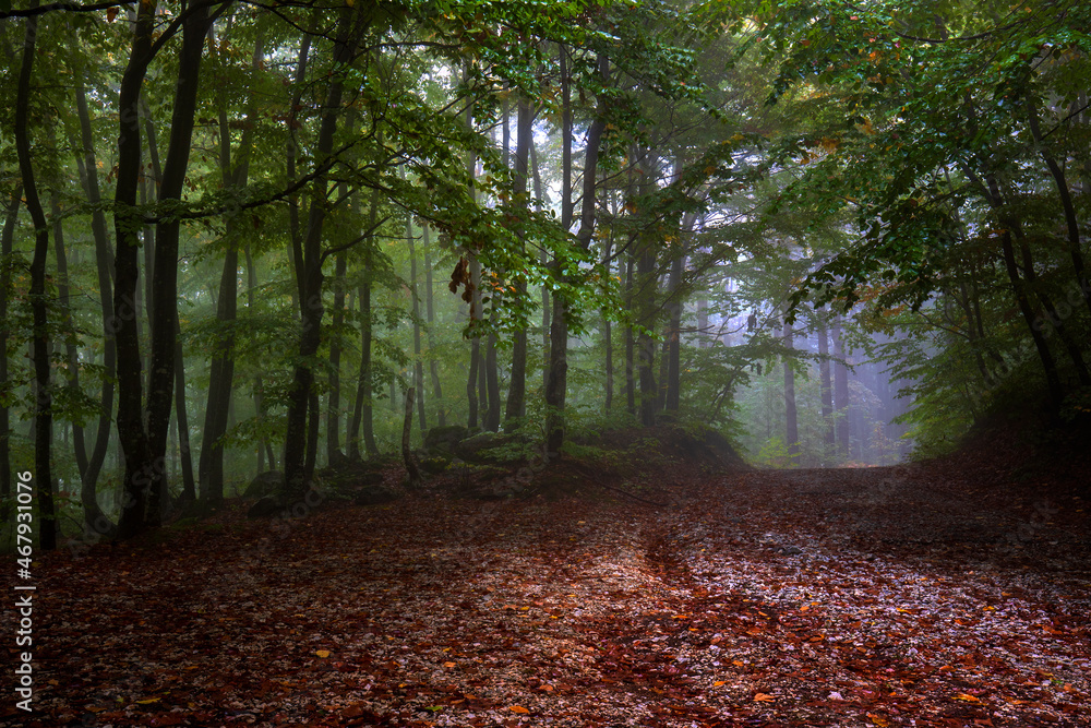 Obraz premium Magical foggy forest way with colorful leaves. Scenic foggy landscape
