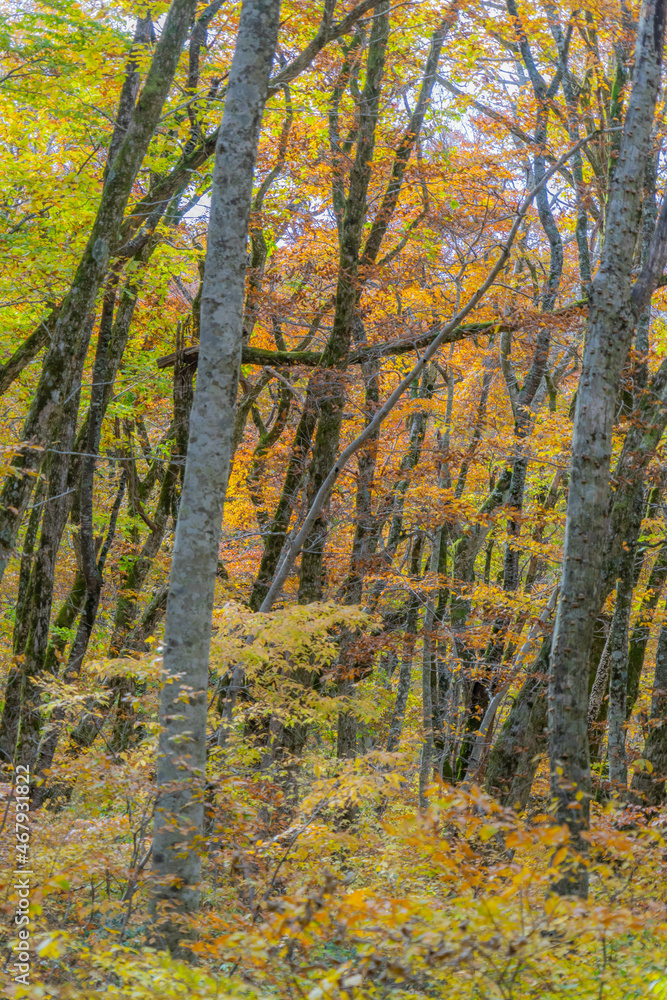 Fototapeta premium 大山