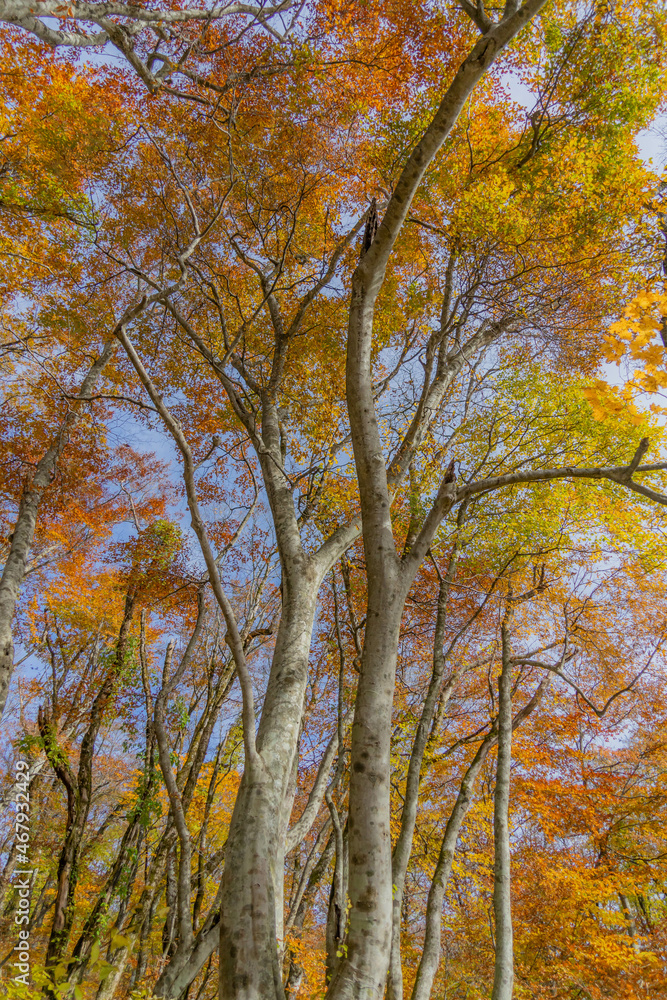 Fototapeta premium 大山