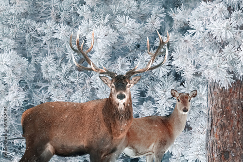 Red deer in a snowy fairy forest. Winter fairy tale.