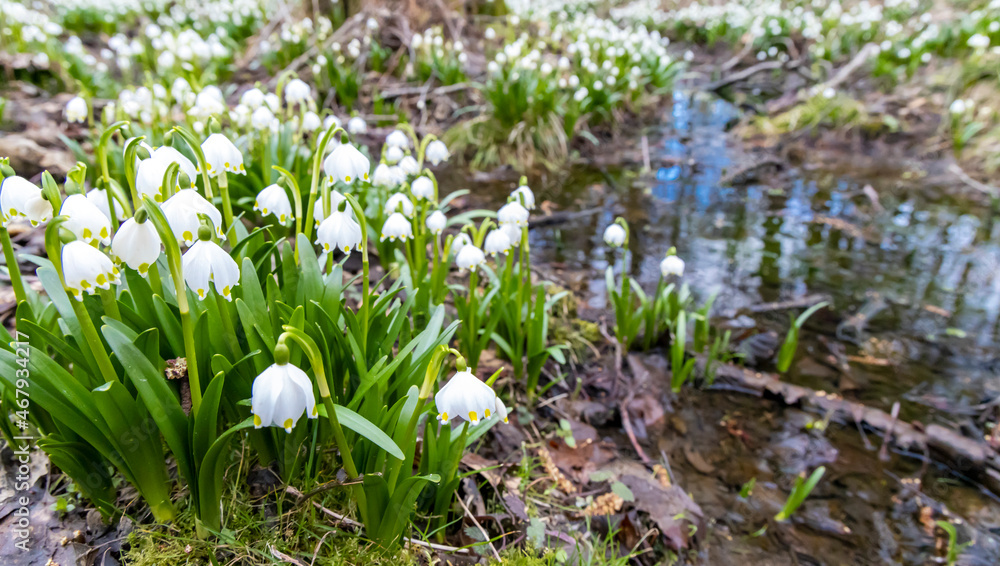 Fototapeta premium early spring forest with spring snowflake, Vysocina, Czech Repubic
