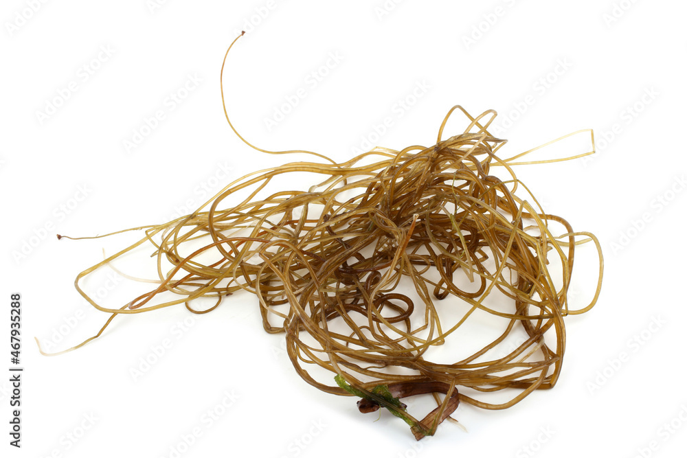 Alga isolated on white Alga isolated on white