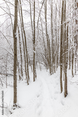 Footpath in winter snow forest with frozen snowy trees