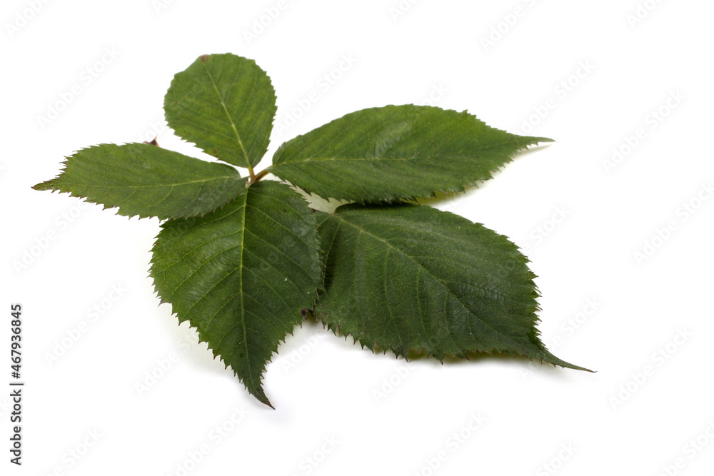 Blackberry leaf