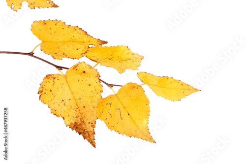Autumn birch leaf