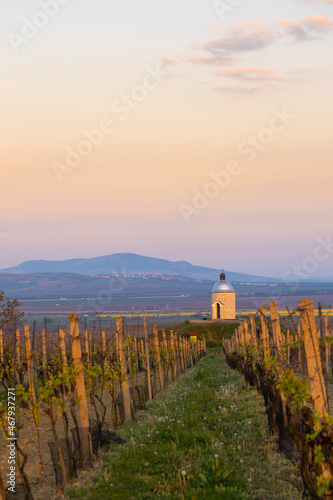Vineyards near Velke Bilovice with Palava in Southern Moravia  Czech Republic