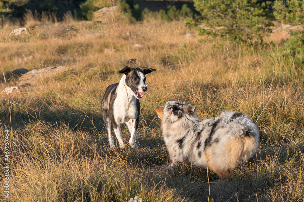 Fototapeta premium blue merle Australian shepherd puppy dog runs and jump on the meadow of the Praglia with a pitbull puppy dog in Liguria in Italy