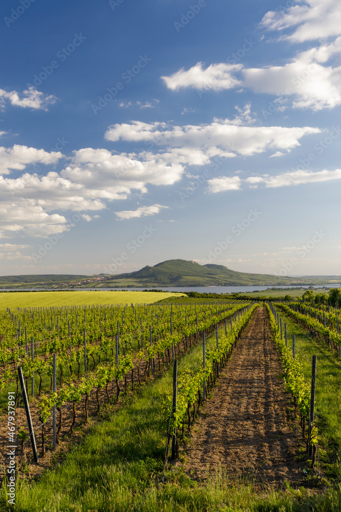 Spring vineyards under Palava near Sonberk, South Moravia, Czech Republic