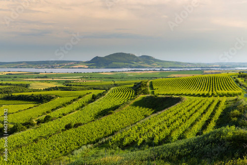 Fototapeta Naklejka Na Ścianę i Meble -  Vineyards near Nove Mlyny reservoir with Palava, Southern Moravia, Czech Republic
