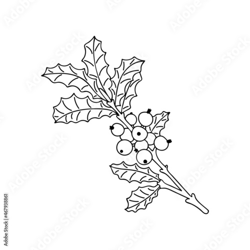 Holly Christmas plant. Branch with berries Ilex aquifolium traditional decor. Hand drawn line art vector illustration. Happy holiday. Isolated element.