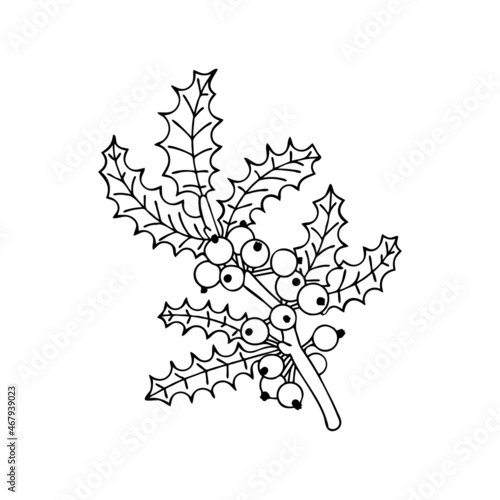 Holly Christmas plant. Branch with berries Ilex aquifolium traditional decor. Hand drawn line art vector illustration. Happy holiday. Isolated element.